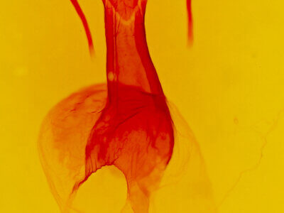 genitalia view of adult Dargida diffusa