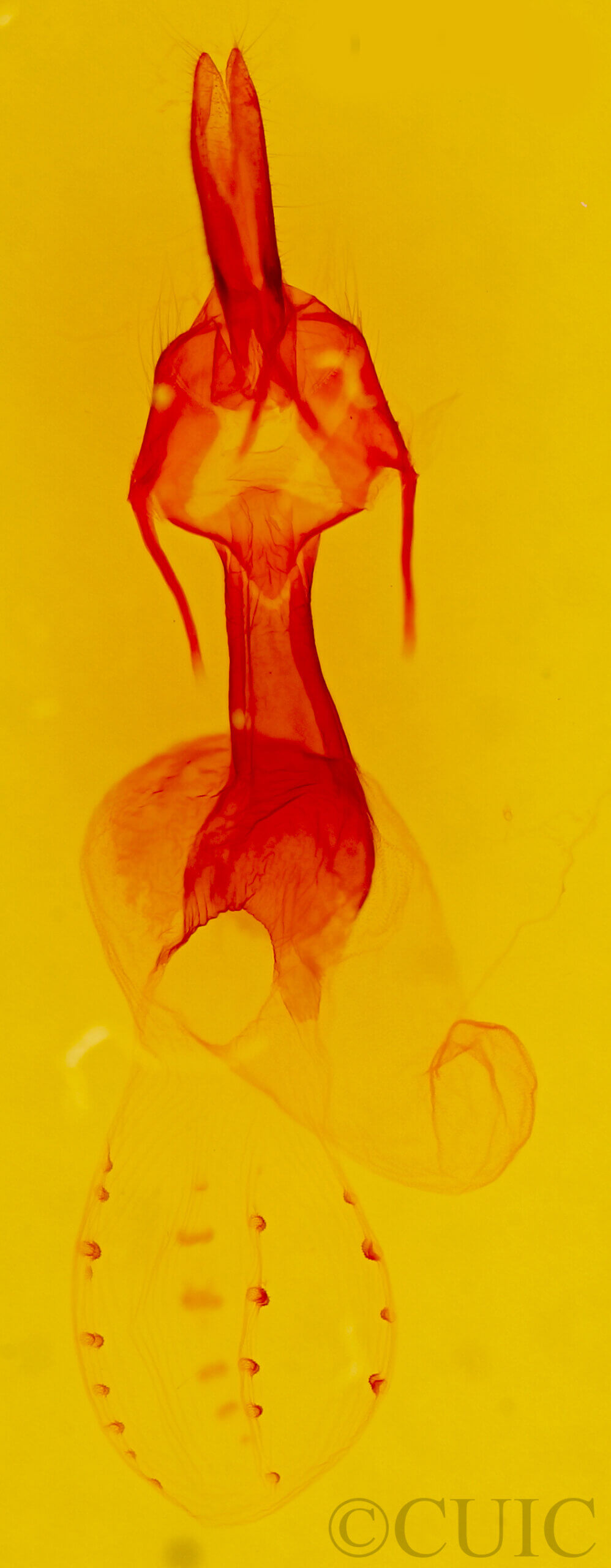 genitalia view of adult Dargida diffusa