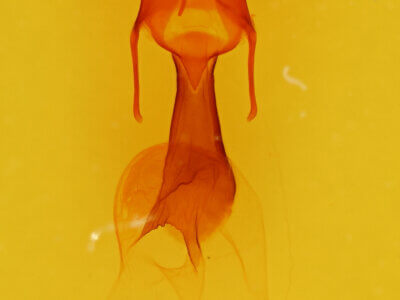 genitalia view of adult Dargida diffusa