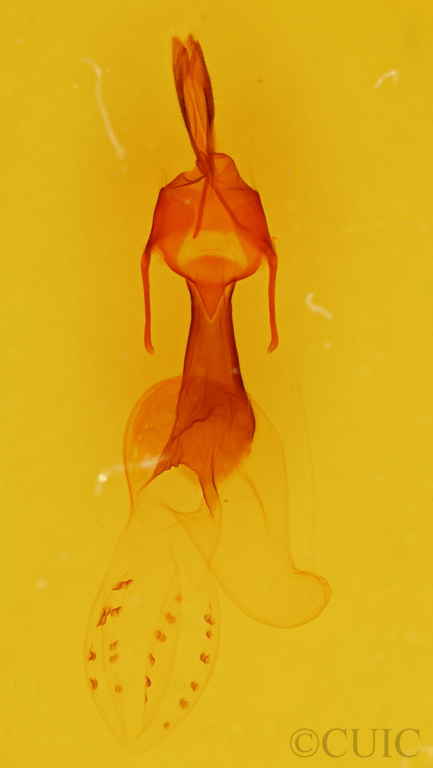 genitalia view of adult Dargida diffusa