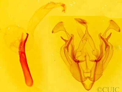 genitalia view of adult Dargida diffusa