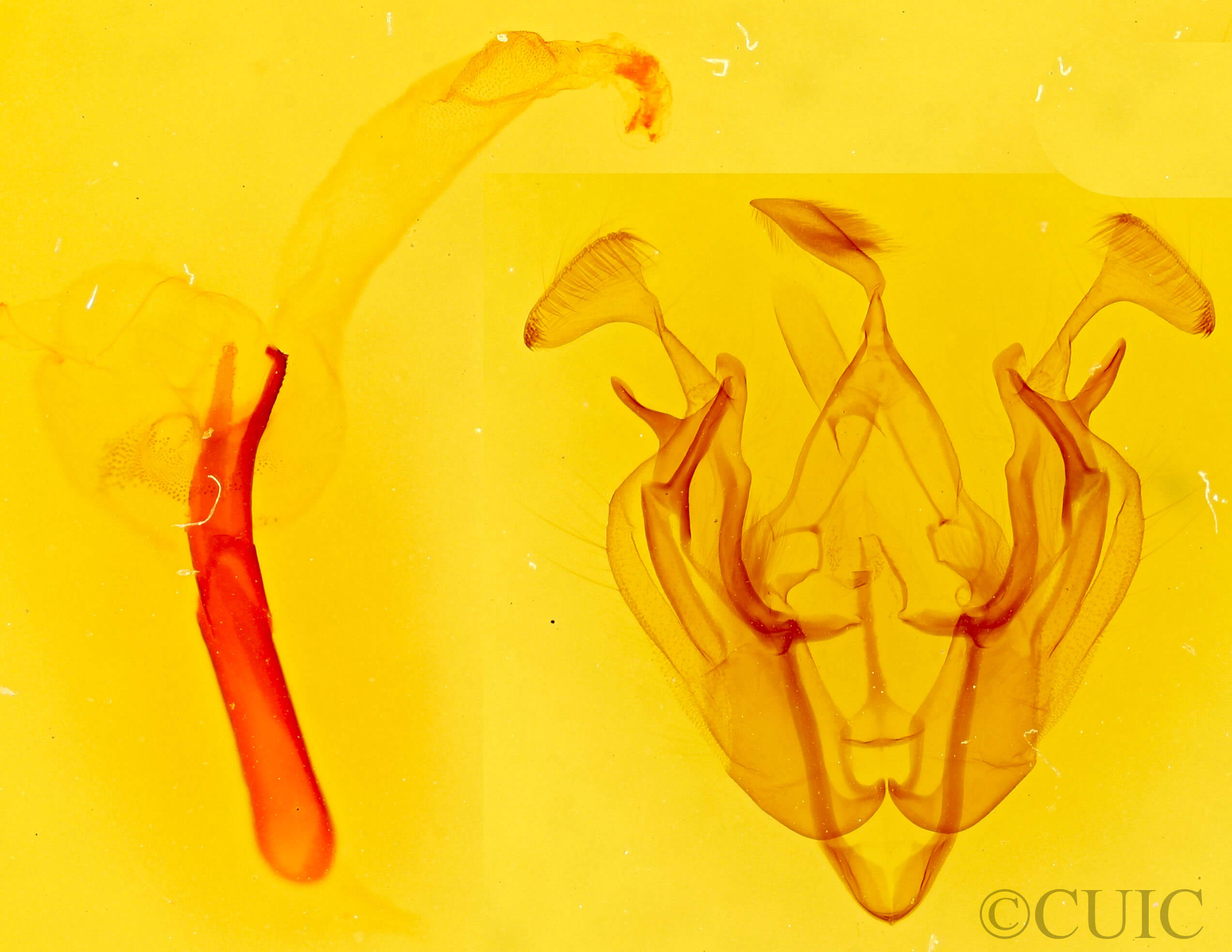 genitalia view of adult Dargida diffusa