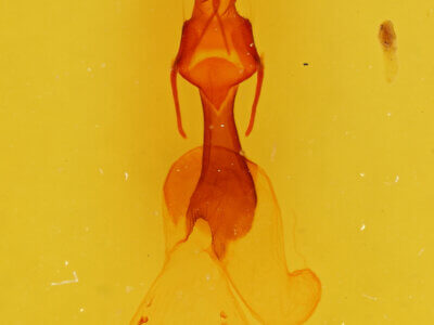genitalia view of adult Dargida diffusa