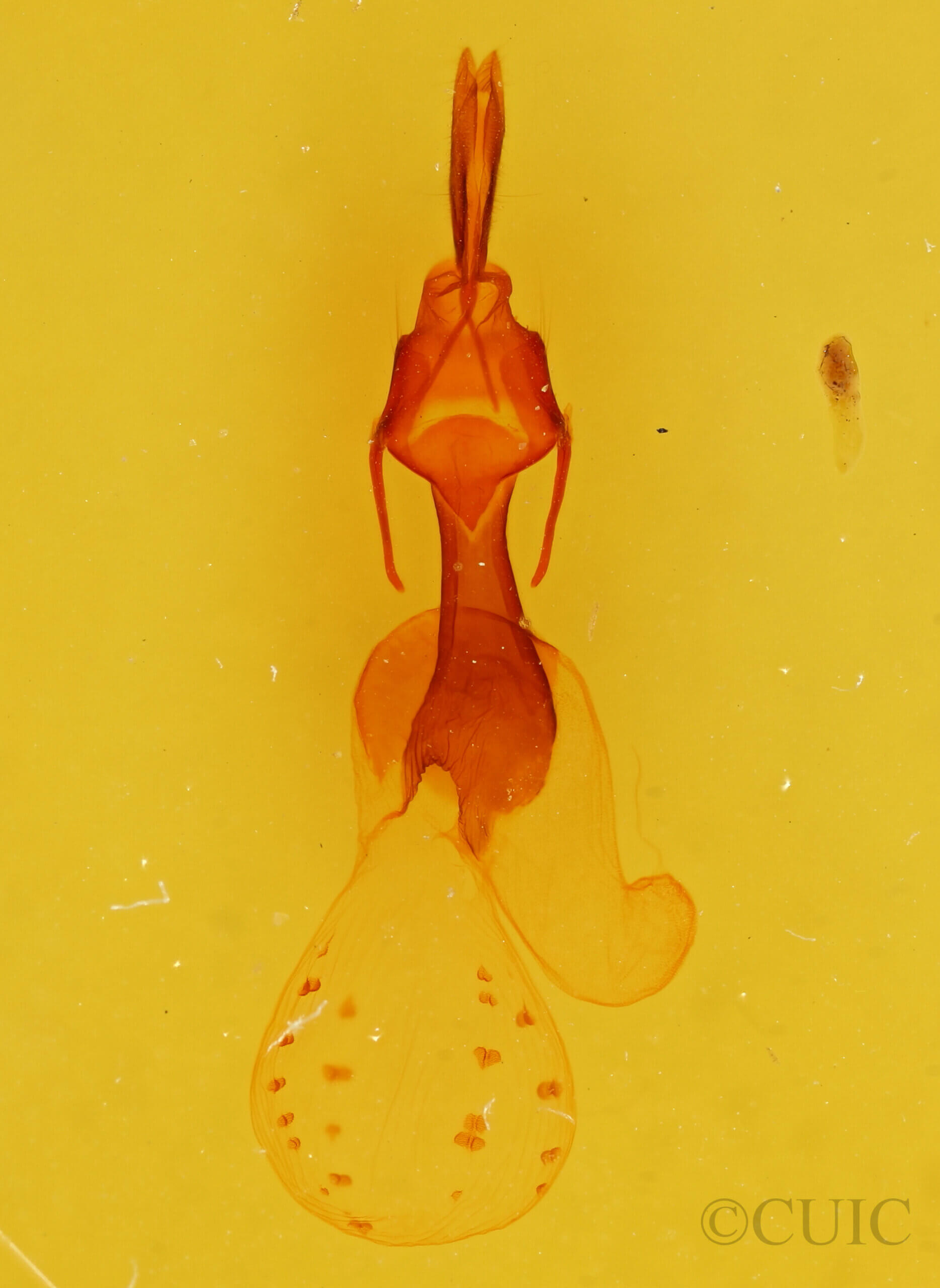 genitalia view of adult Dargida diffusa