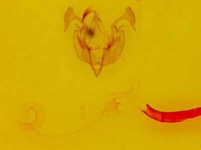 genitalia view of adult Praeschausia zapata