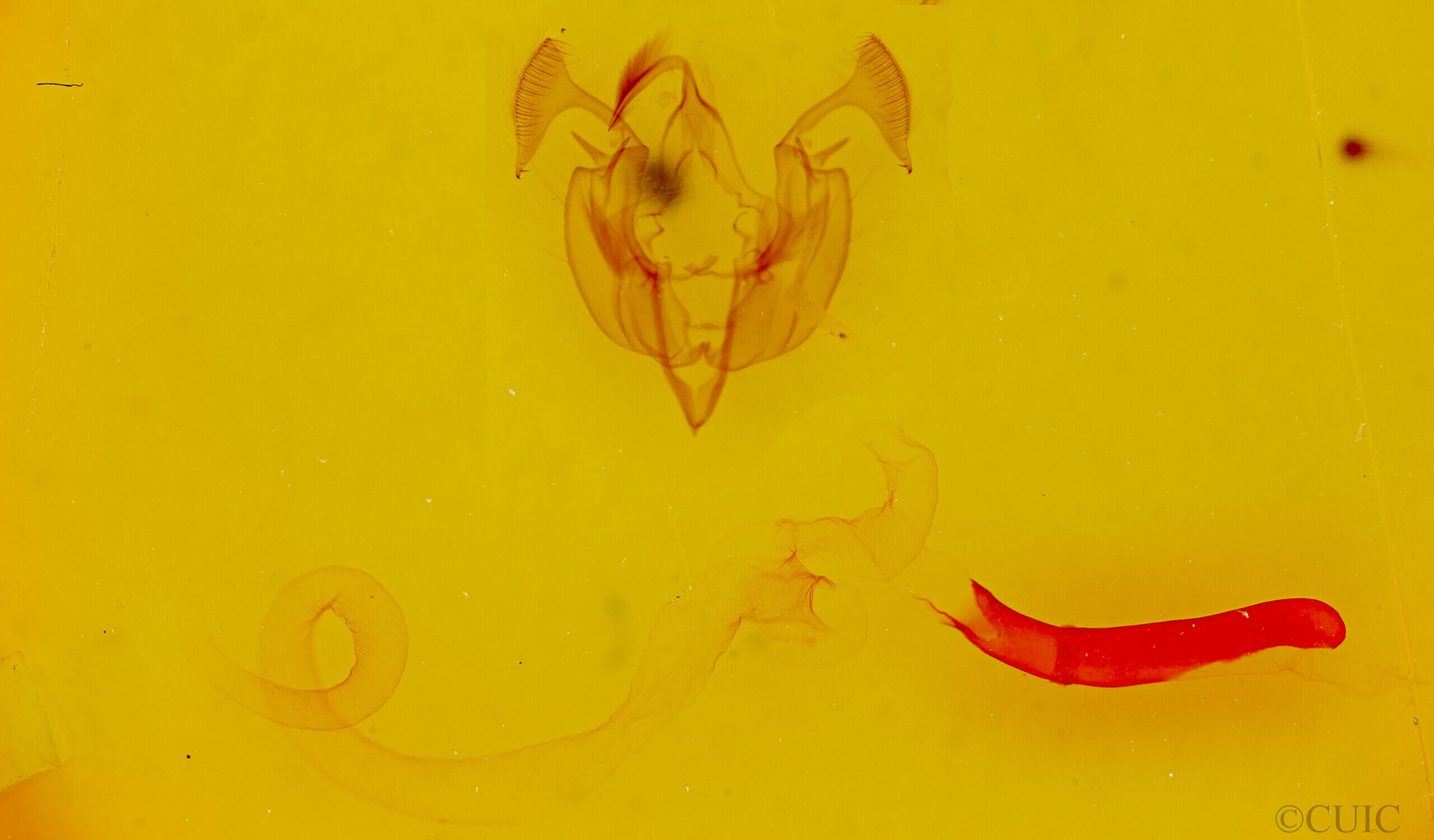 genitalia view of adult Praeschausia zapata