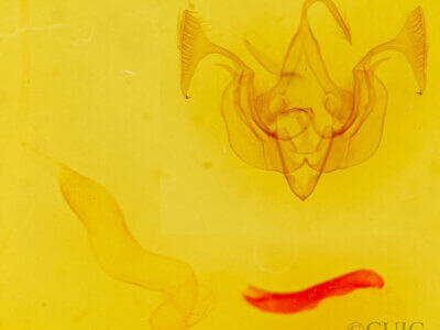 genitalia view of adult Dargida quadrannulata