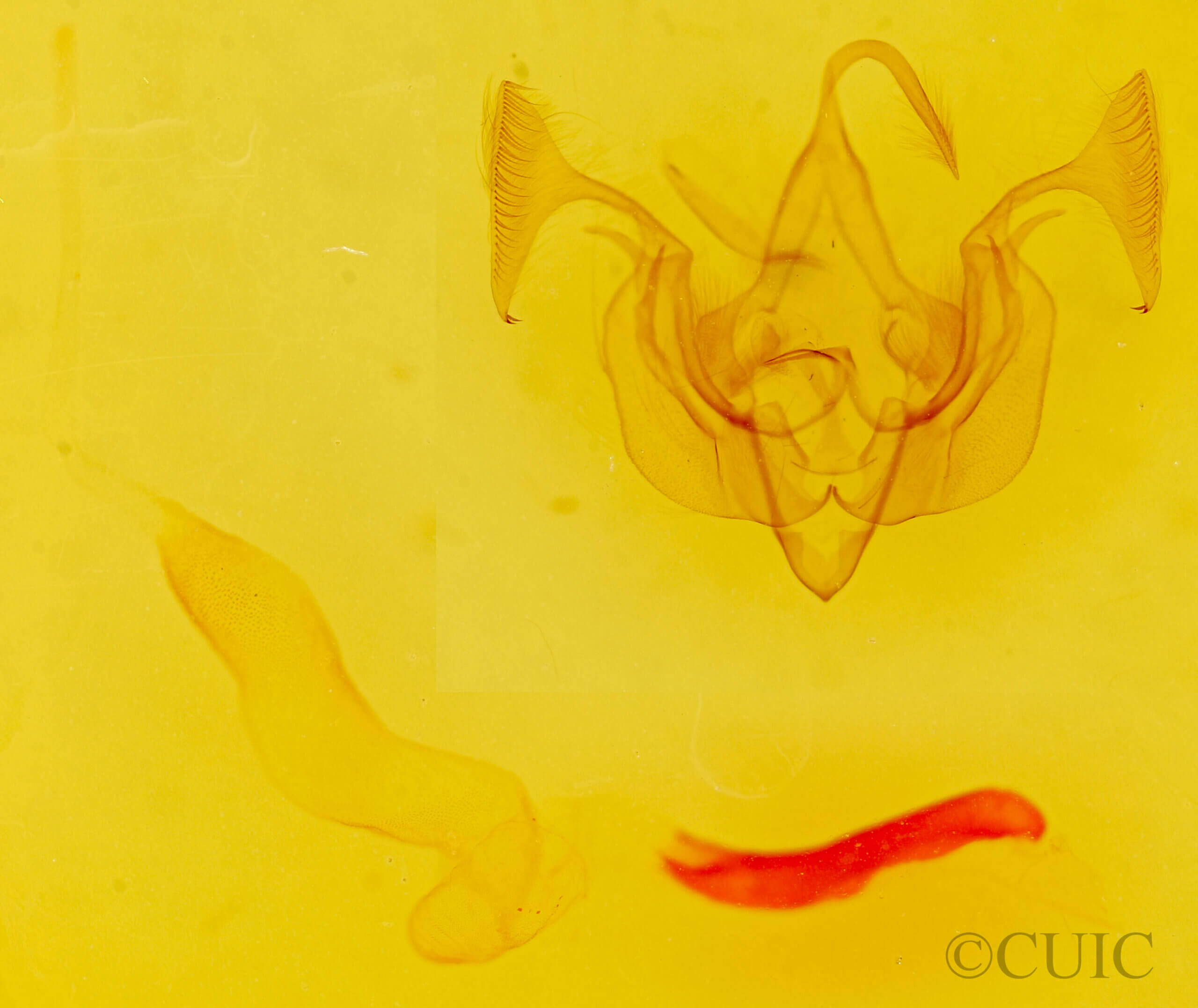 genitalia view of adult Dargida quadrannulata