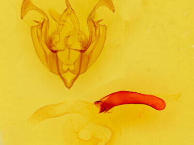 genitalia view of adult Dargida aleada