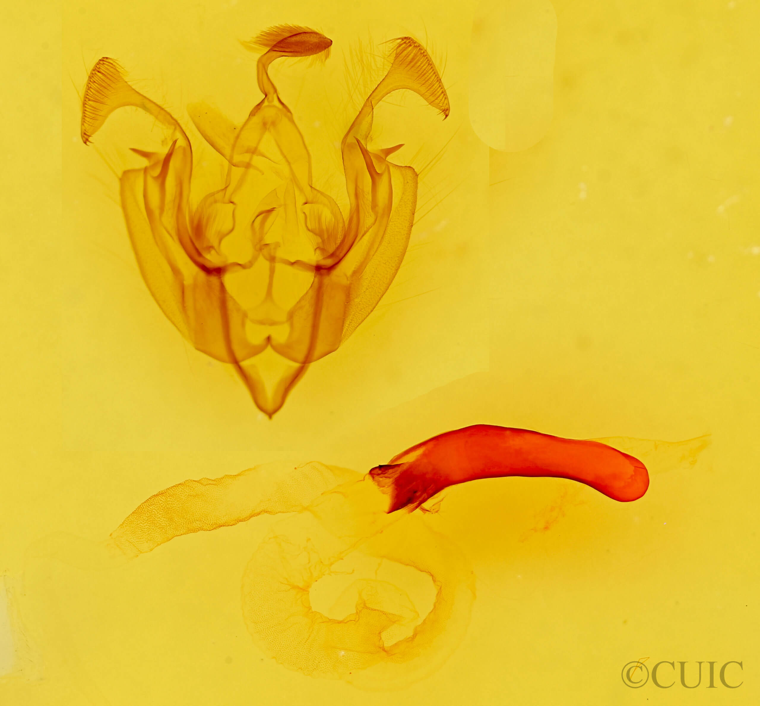 genitalia view of adult Dargida aleada