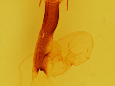 genitalia view of adult Dargida aleada