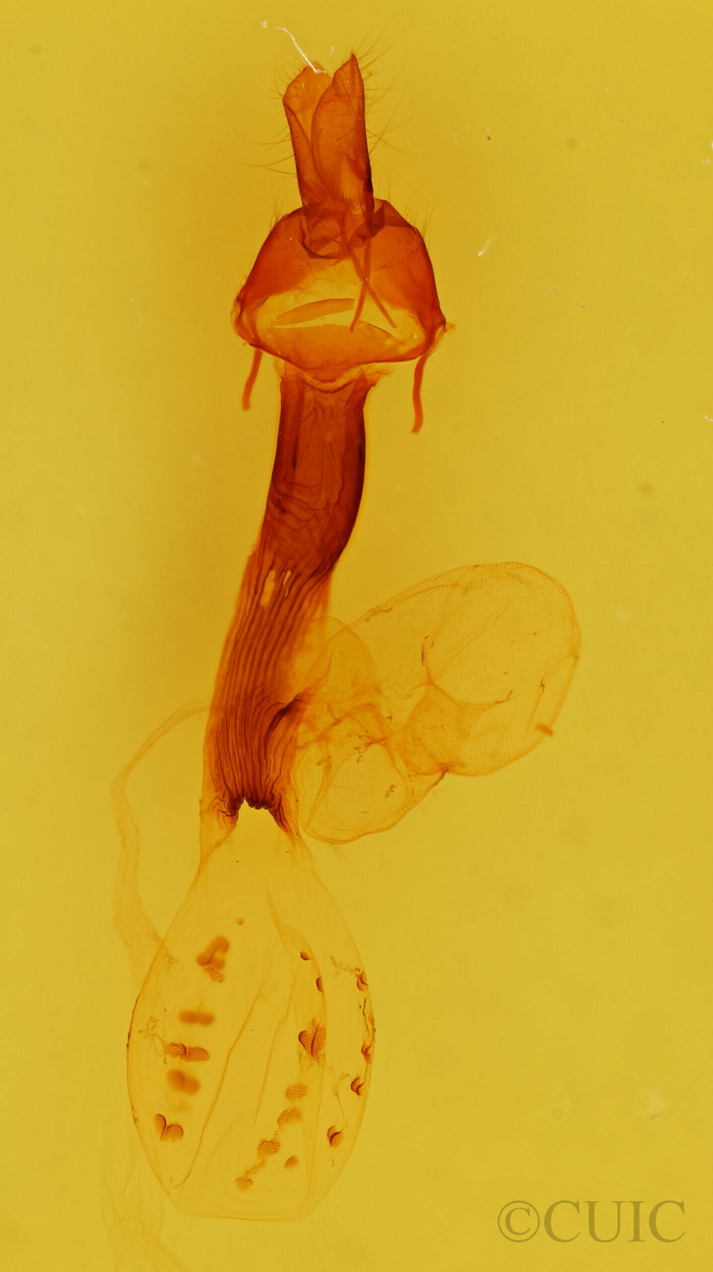 genitalia view of adult Dargida aleada