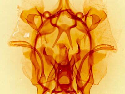 genitalia view of adult Cicinnus melsheimeri