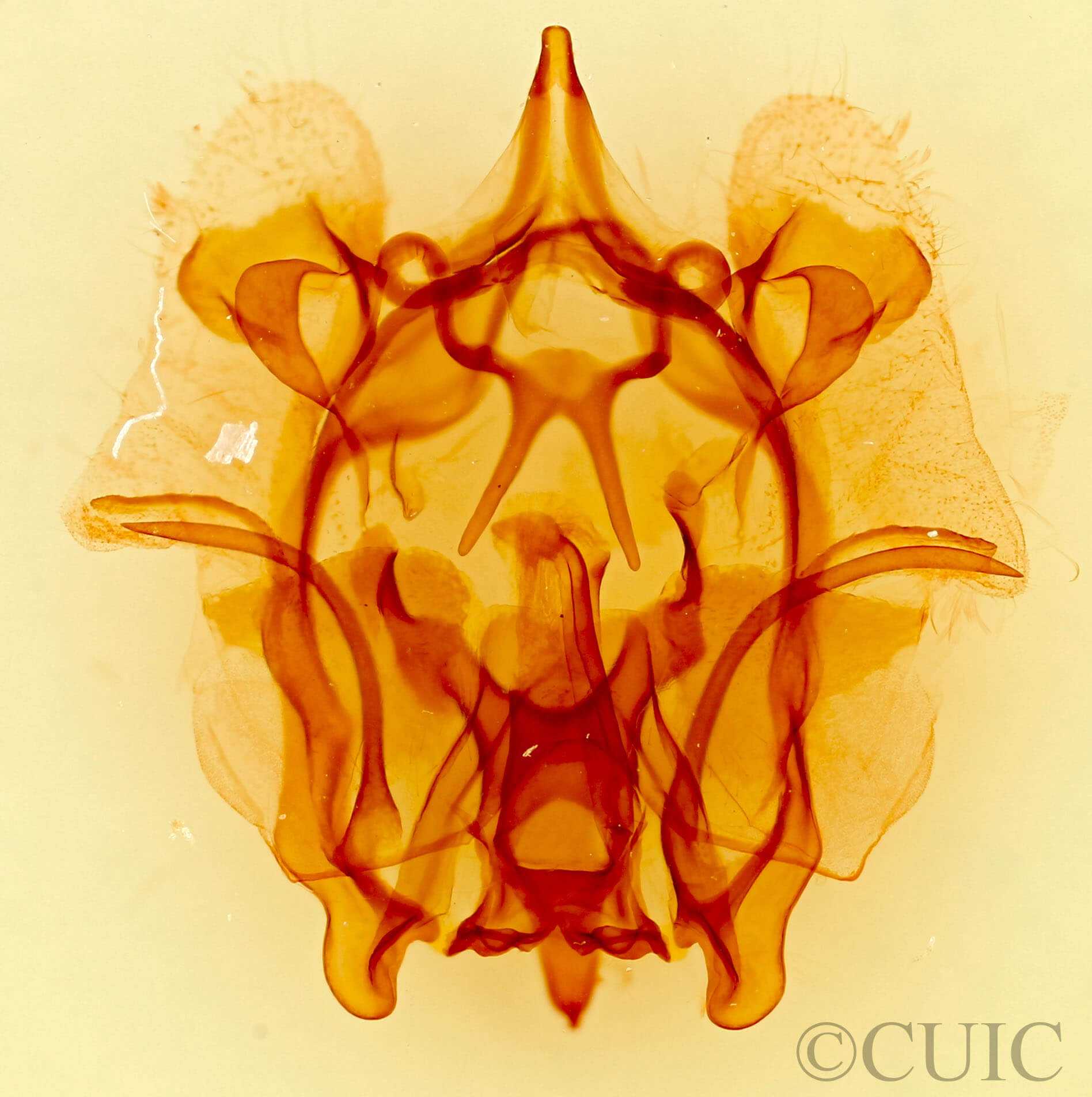 genitalia view of adult Cicinnus melsheimeri
