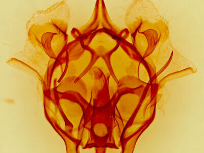 genitalia view of adult Cicinnus melsheimeri?