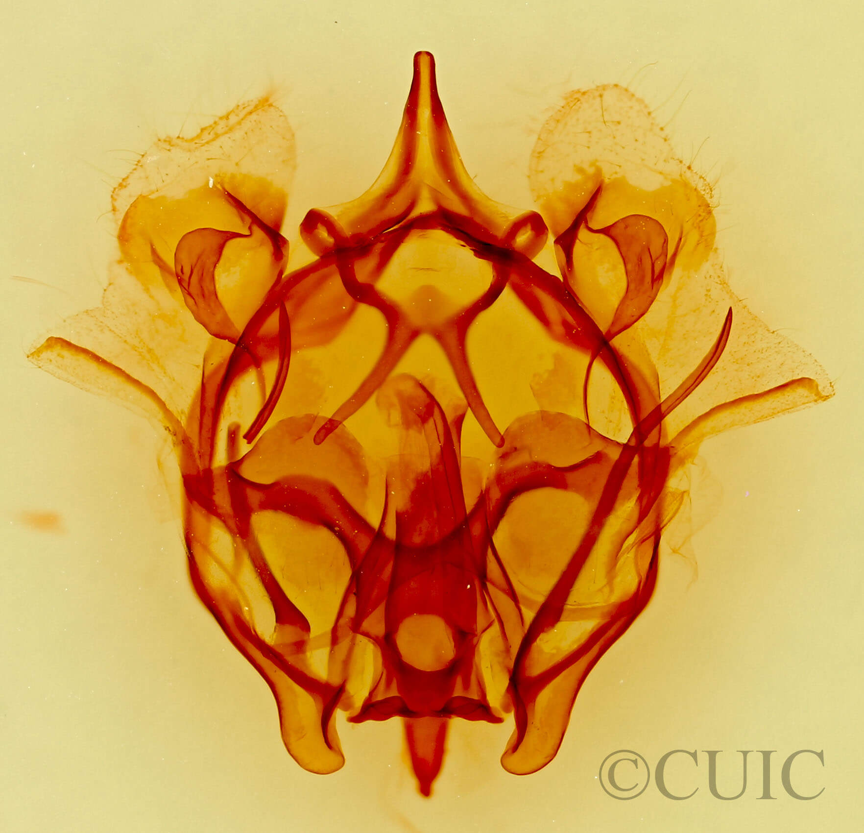 genitalia view of adult Cicinnus melsheimeri?