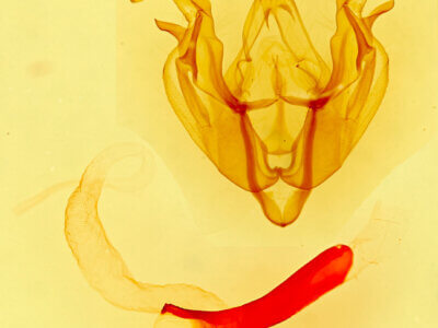 genitalia view of adult Dargida diffusa