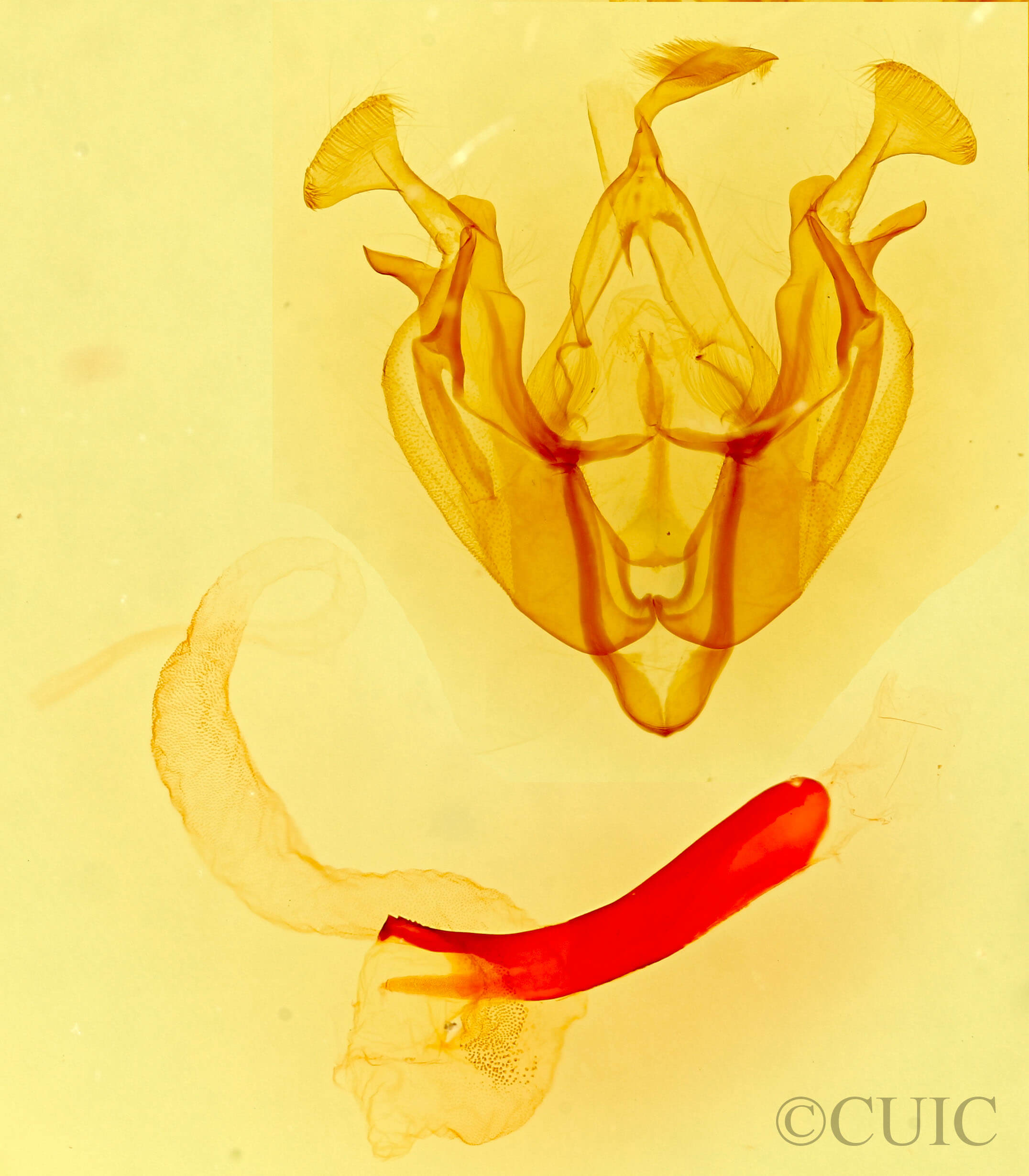 genitalia view of adult Dargida diffusa
