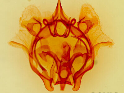 genitalia view of adult Cicinnus melsheimeri?