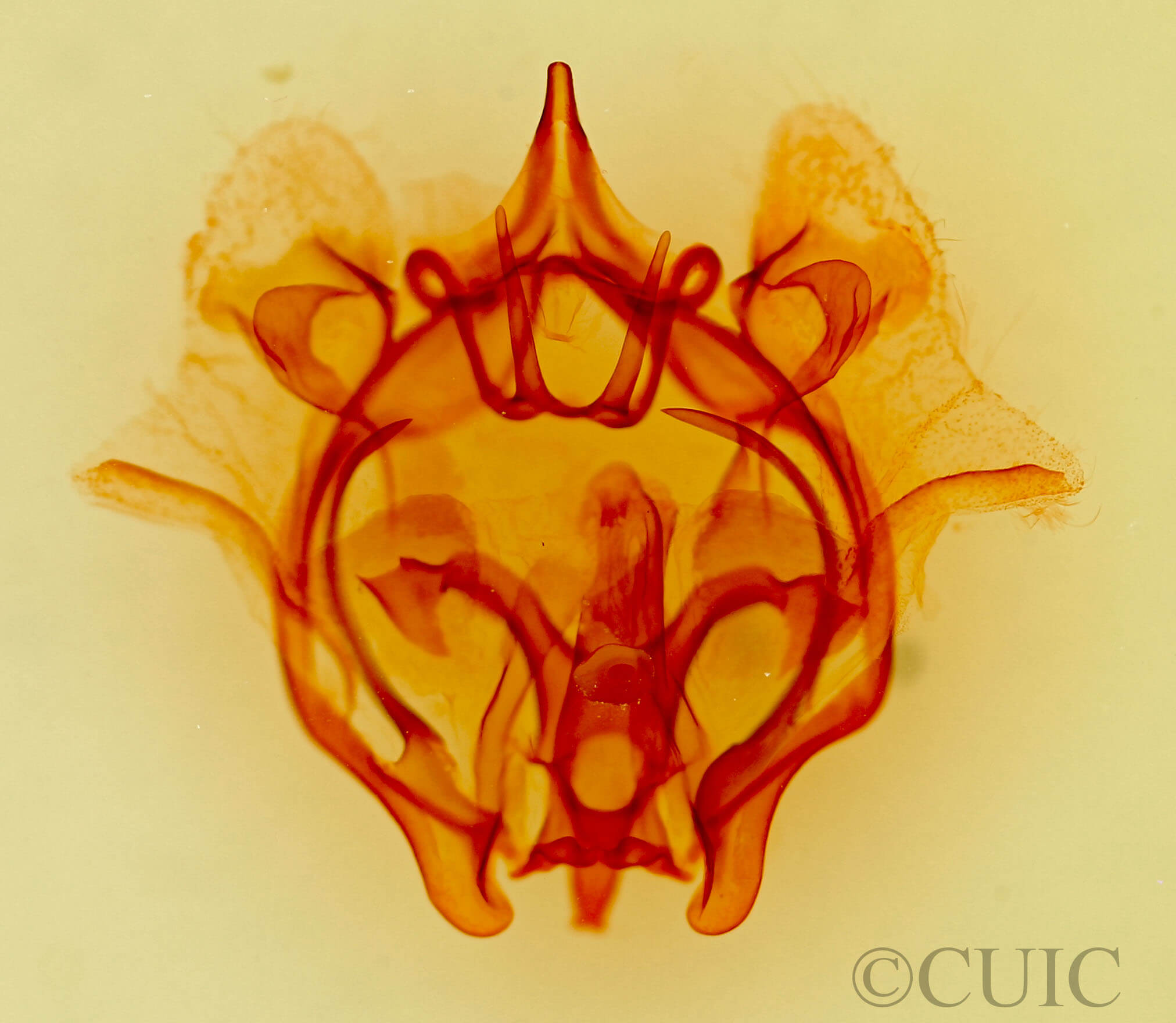 genitalia view of adult Cicinnus melsheimeri?