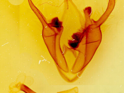 genitalia view of adult Zale metata