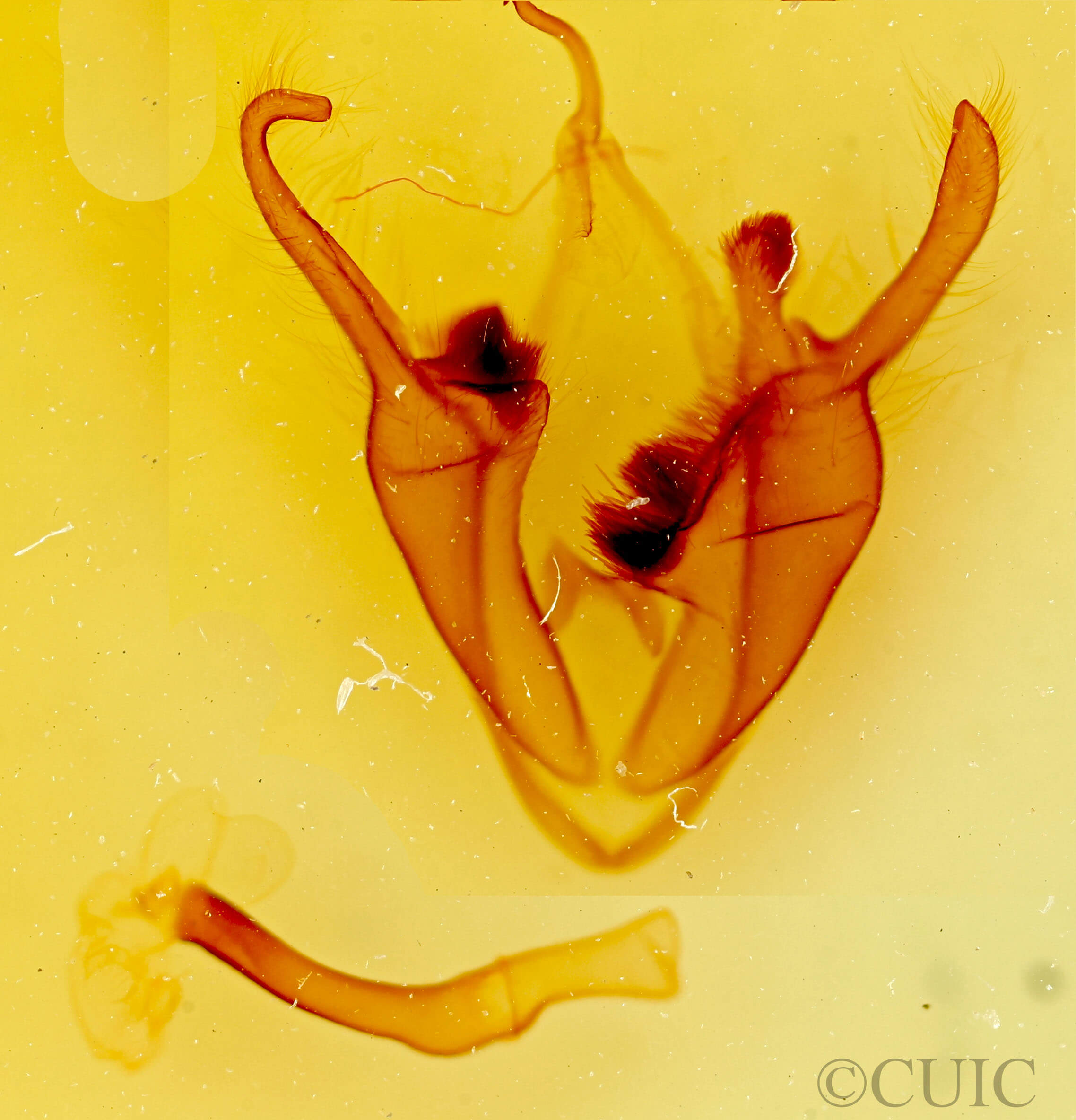 genitalia view of adult Zale metata