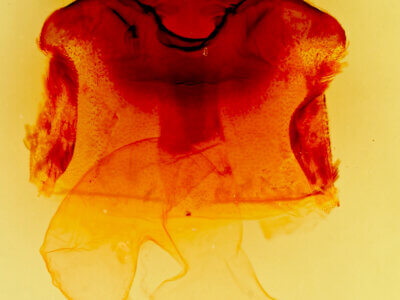 genitalia view of adult Mamestra configurata