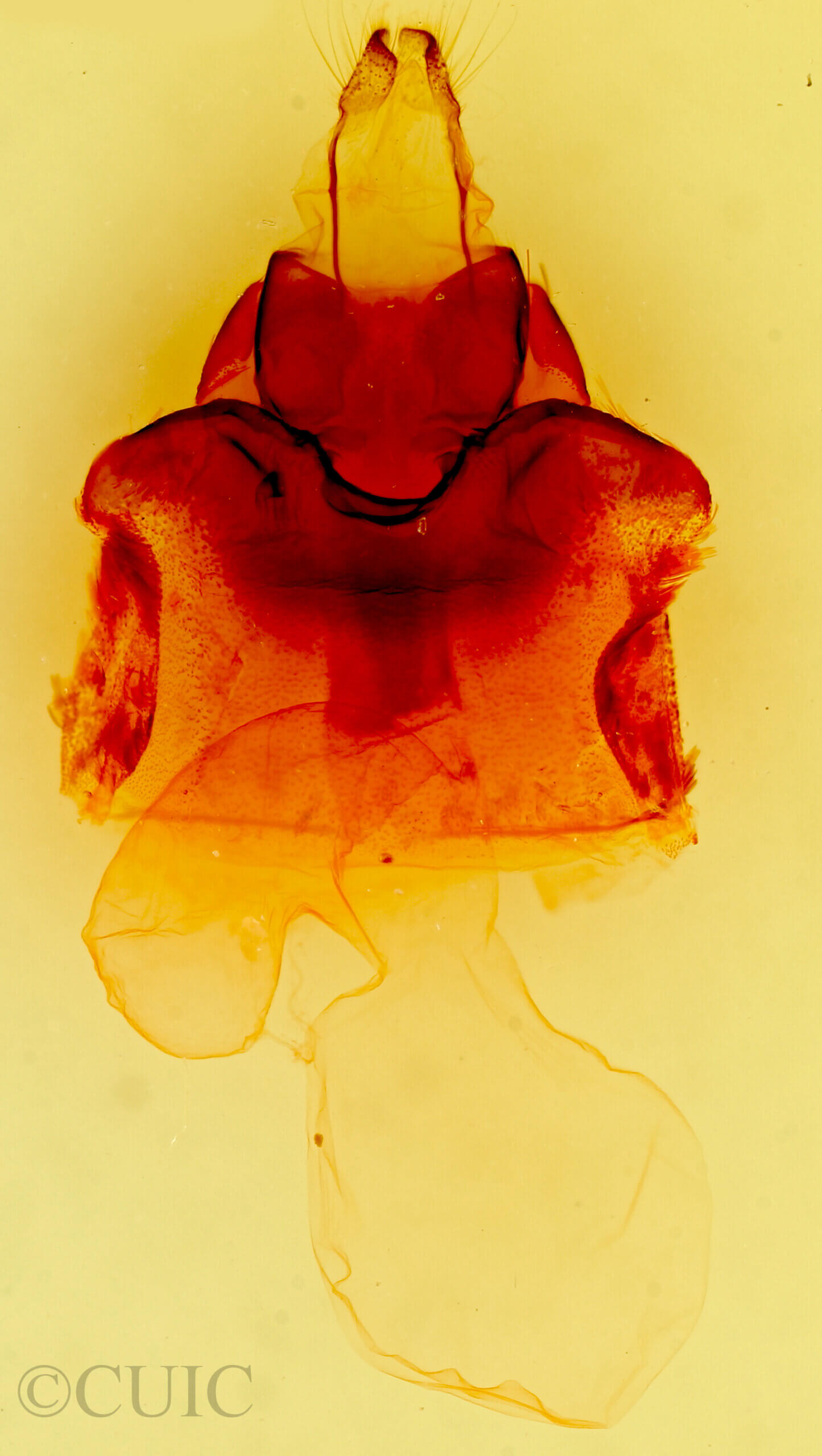 genitalia view of adult Mamestra configurata