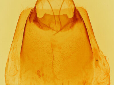 genitalia view of adult Dasylophia seriata