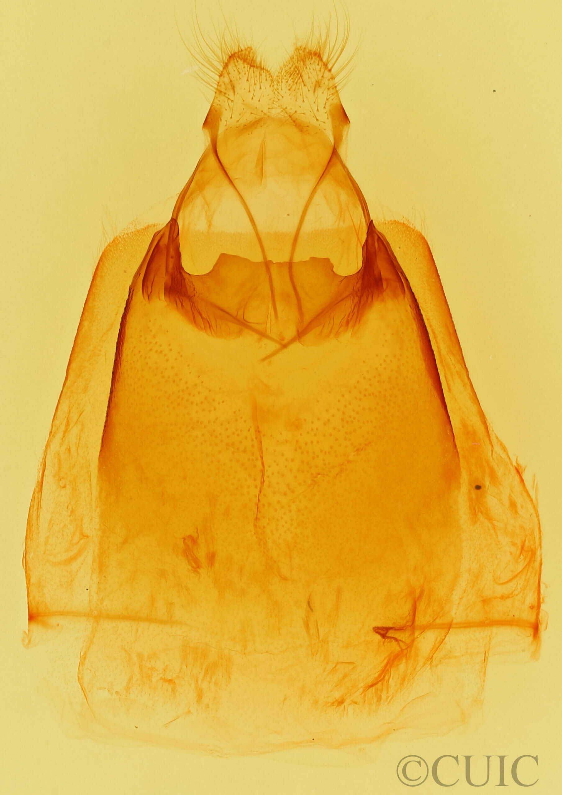 genitalia view of adult Dasylophia seriata