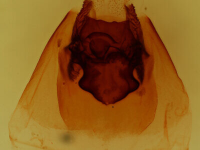 genitalia view of adult Dasylophia anguina