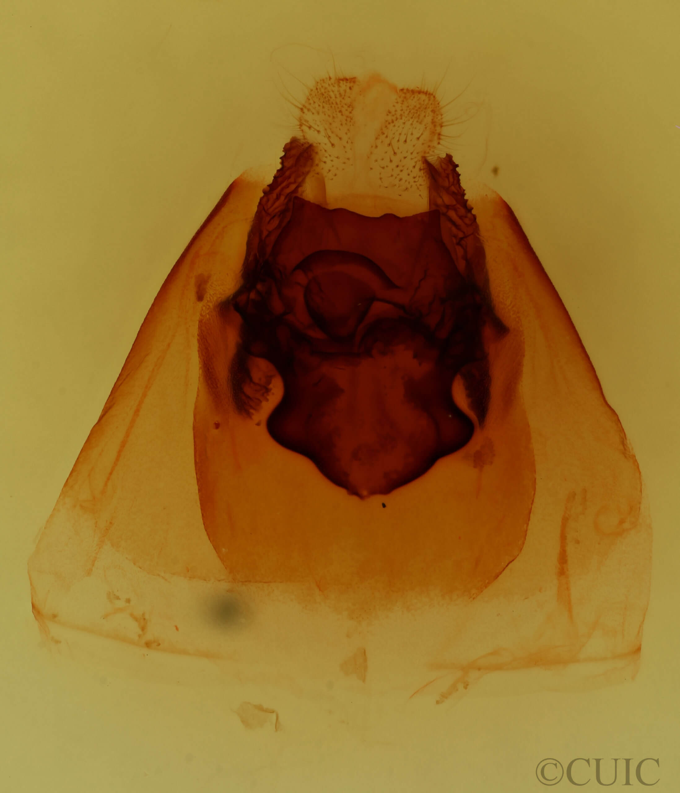genitalia view of adult Dasylophia anguina