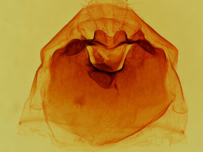 genitalia view of adult Dasylophia thyatiroides