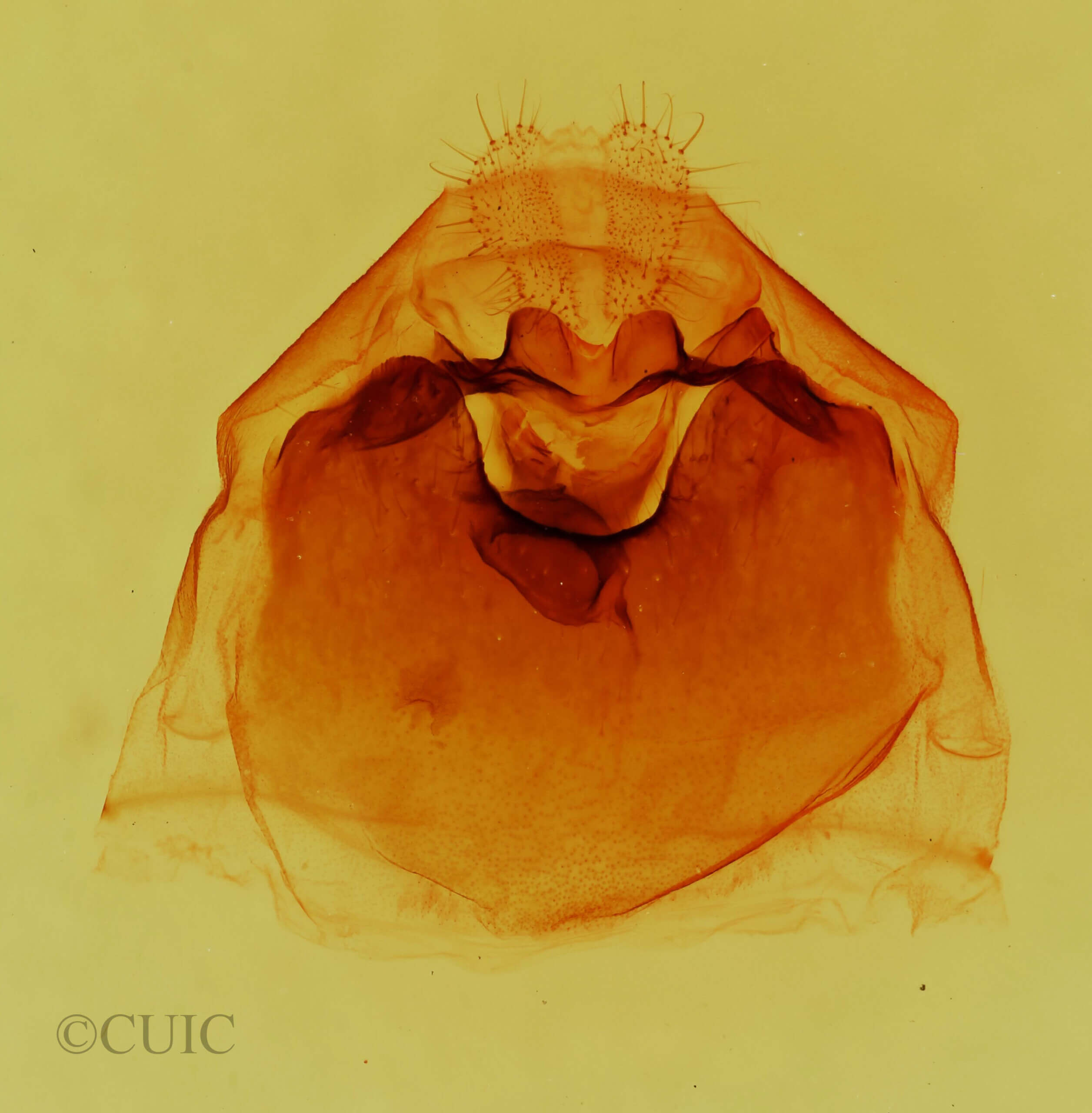 genitalia view of adult Dasylophia thyatiroides