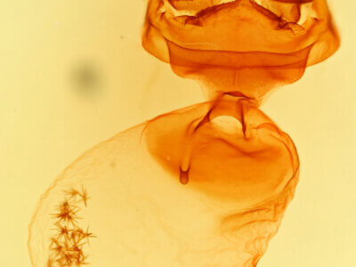 genitalia view of adult Nystalea indiana