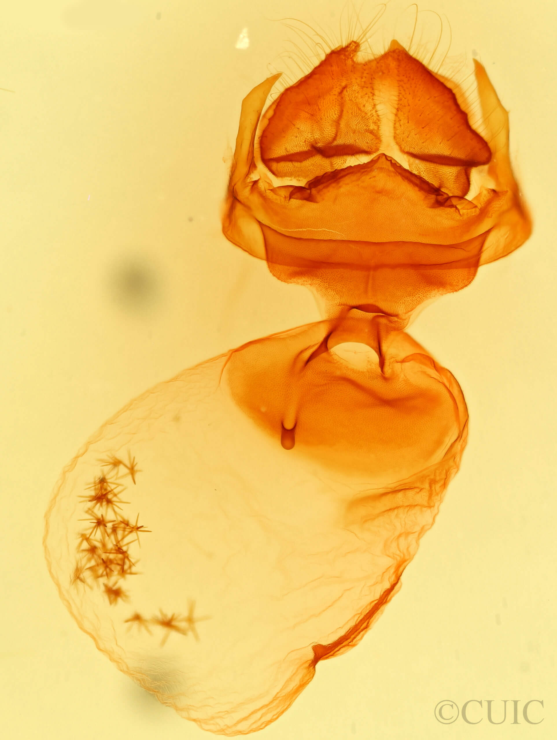 genitalia view of adult Nystalea indiana