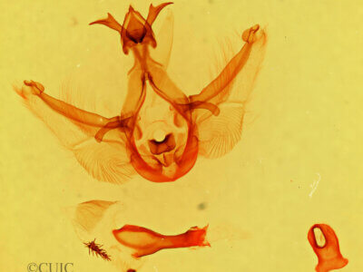 genitalia view of adult Elasmia packardii?