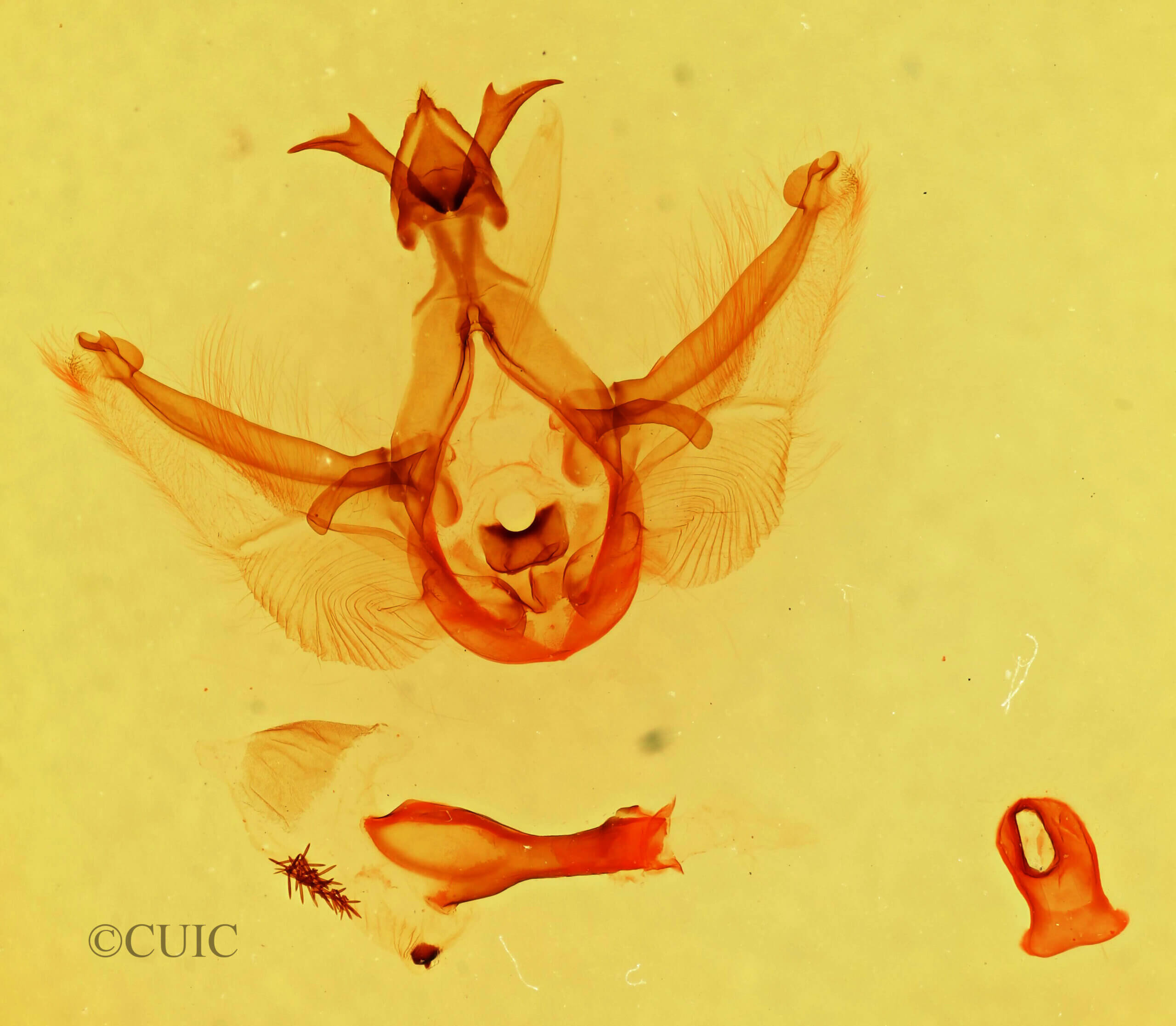 genitalia view of adult Elasmia packardii?