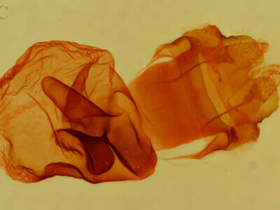 genitalia view of adult Elasmia packardii?