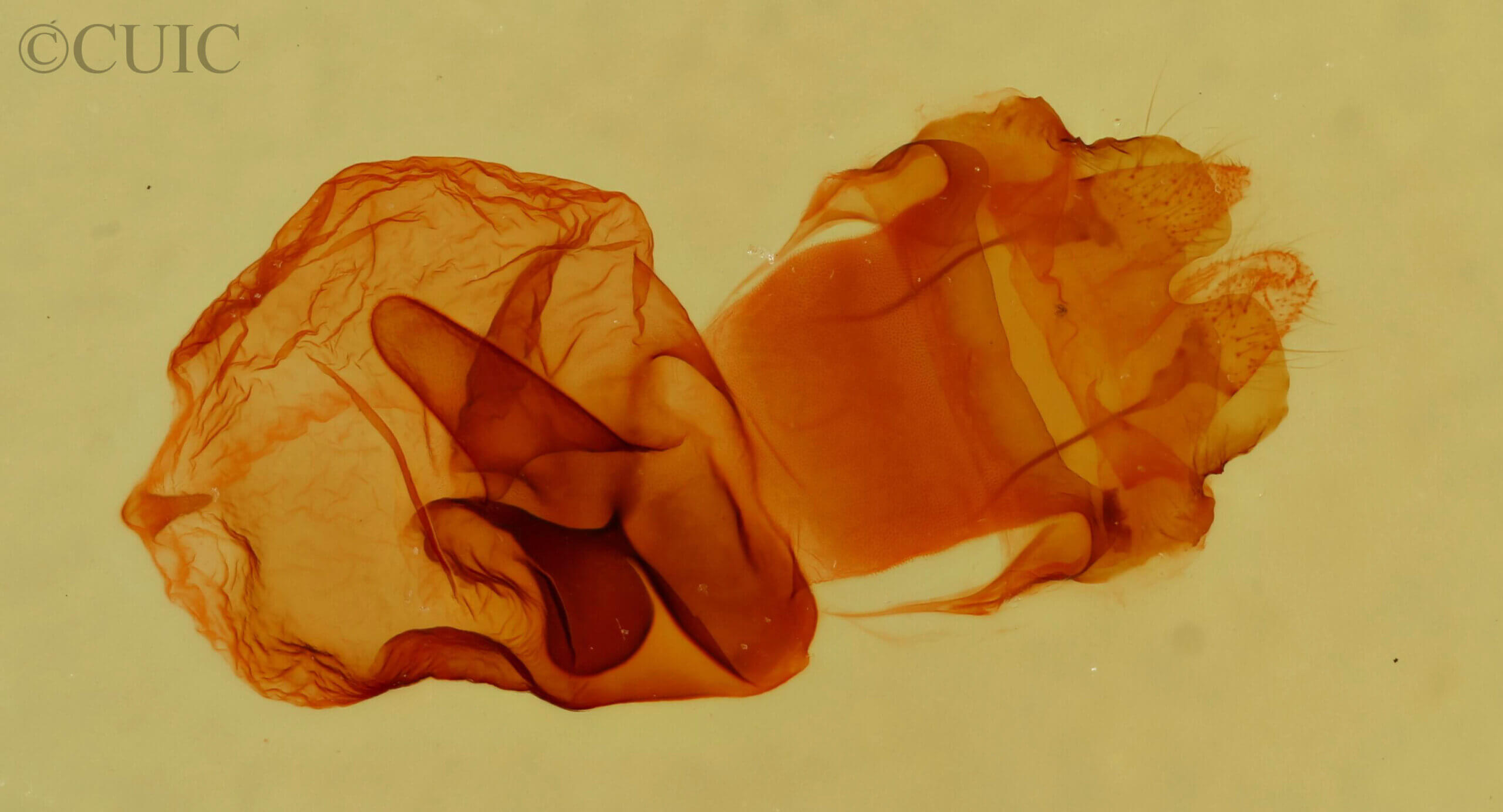 genitalia view of adult Elasmia packardii?