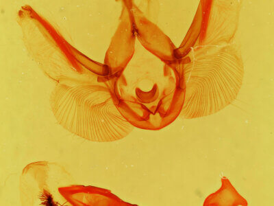 genitalia view of adult Elasmia mandela