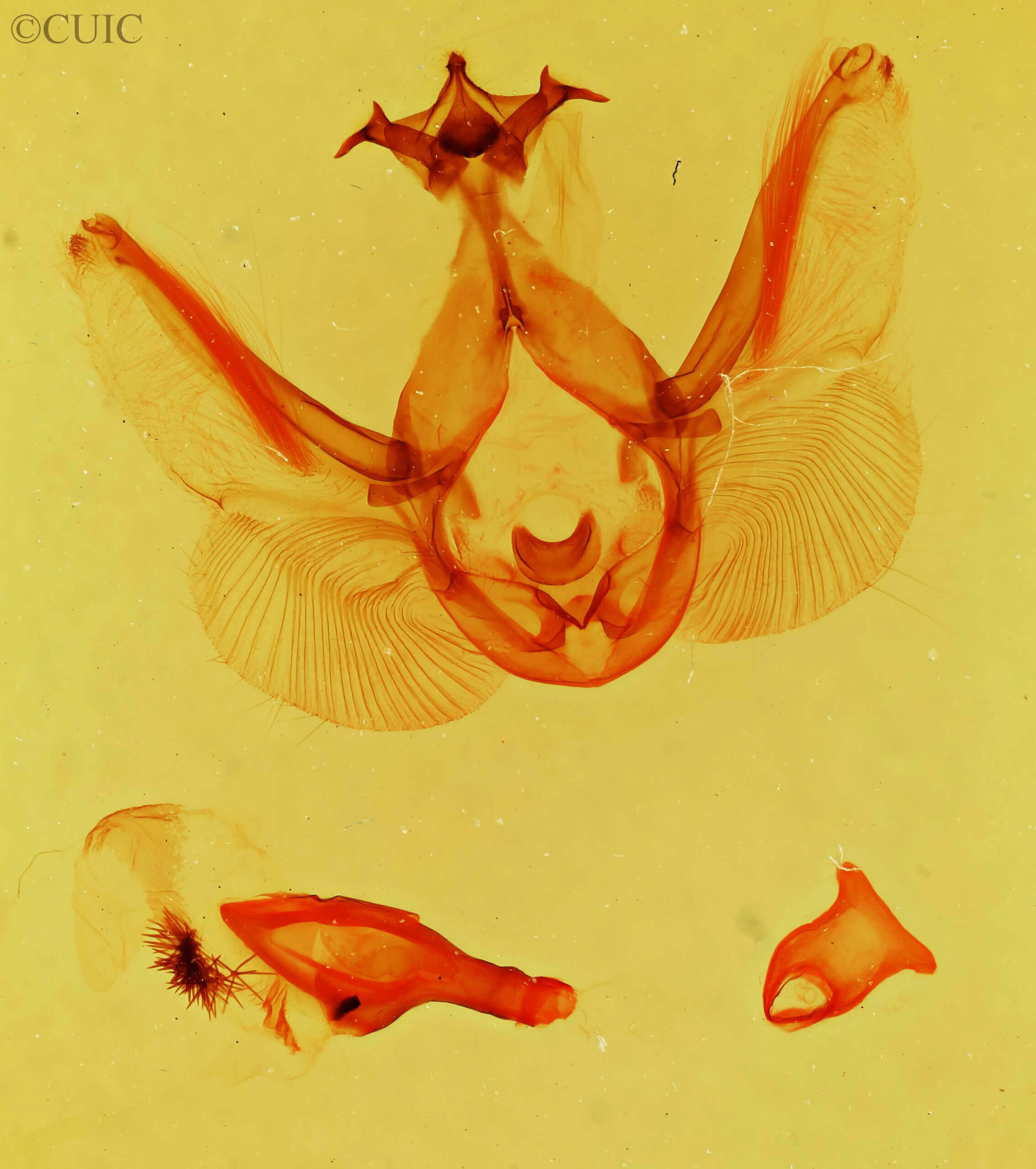 genitalia view of adult Elasmia mandela