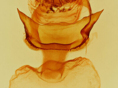 genitalia view of adult Didugua persimilis n. sp.