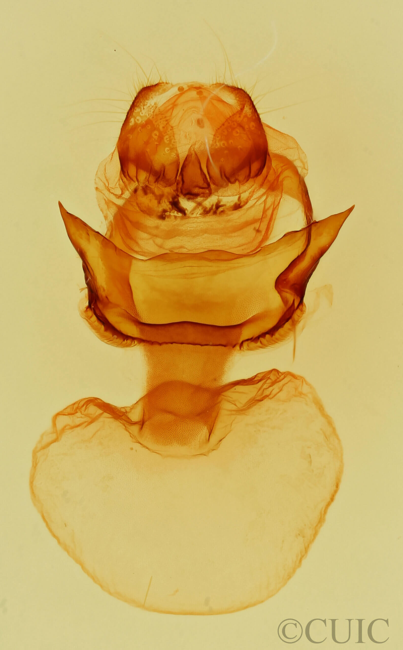 genitalia view of adult Didugua persimilis n. sp.