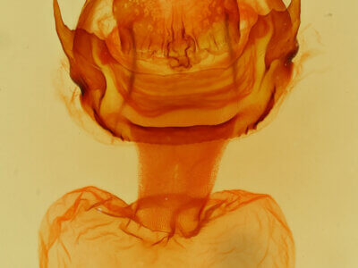 genitalia view of adult Didugua argentilinea