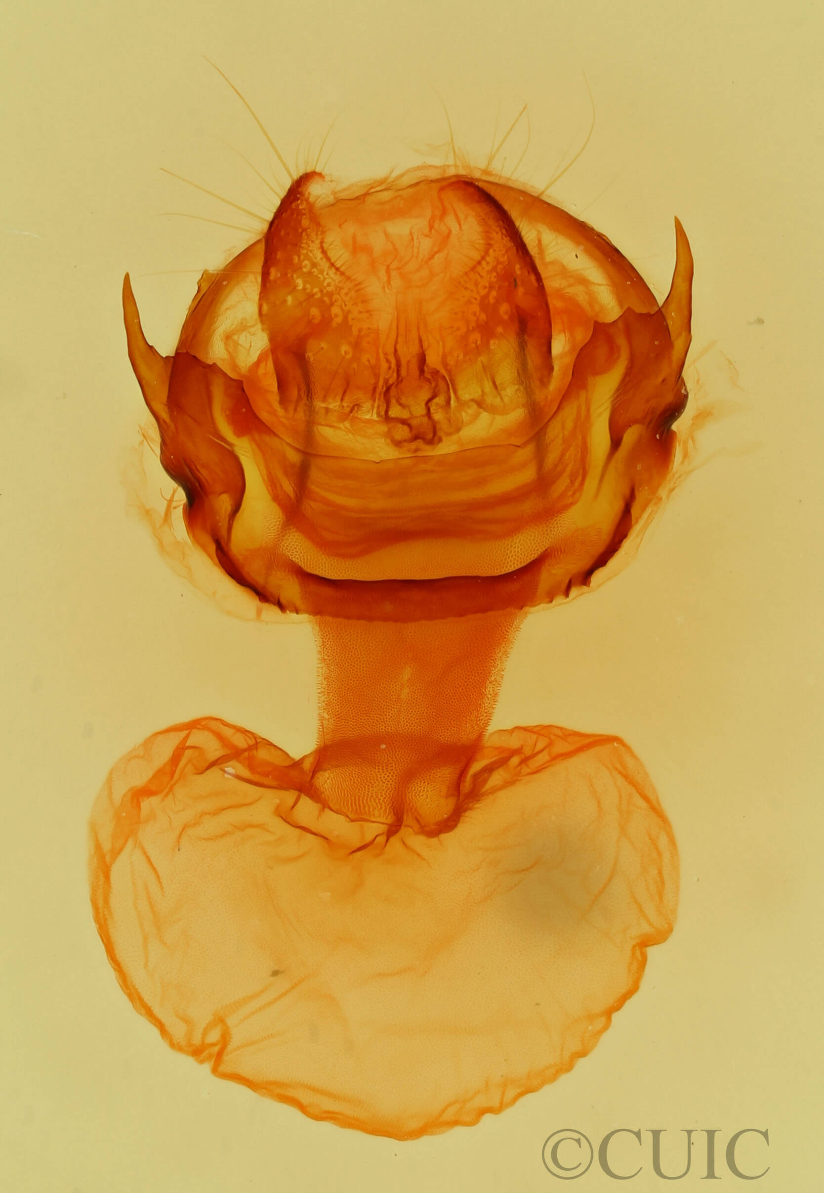 genitalia view of adult Didugua argentilinea