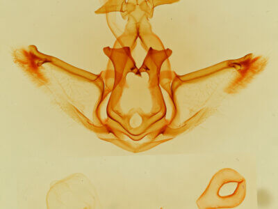 genitalia view of adult Didugua persimilis n. sp.