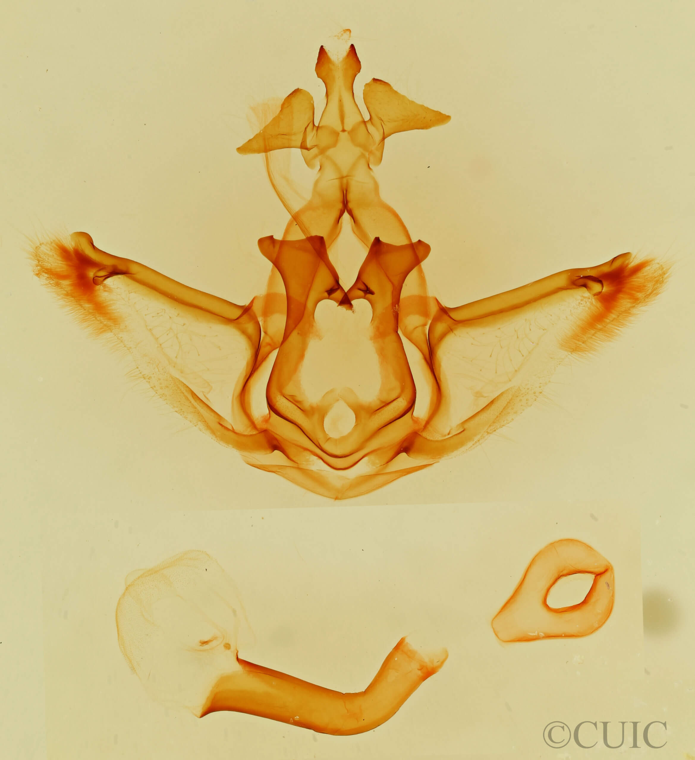 genitalia view of adult Didugua persimilis n. sp.