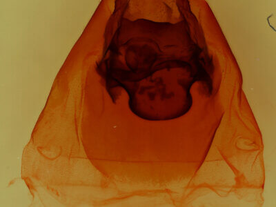 genitalia view of adult Dasylophia anguina