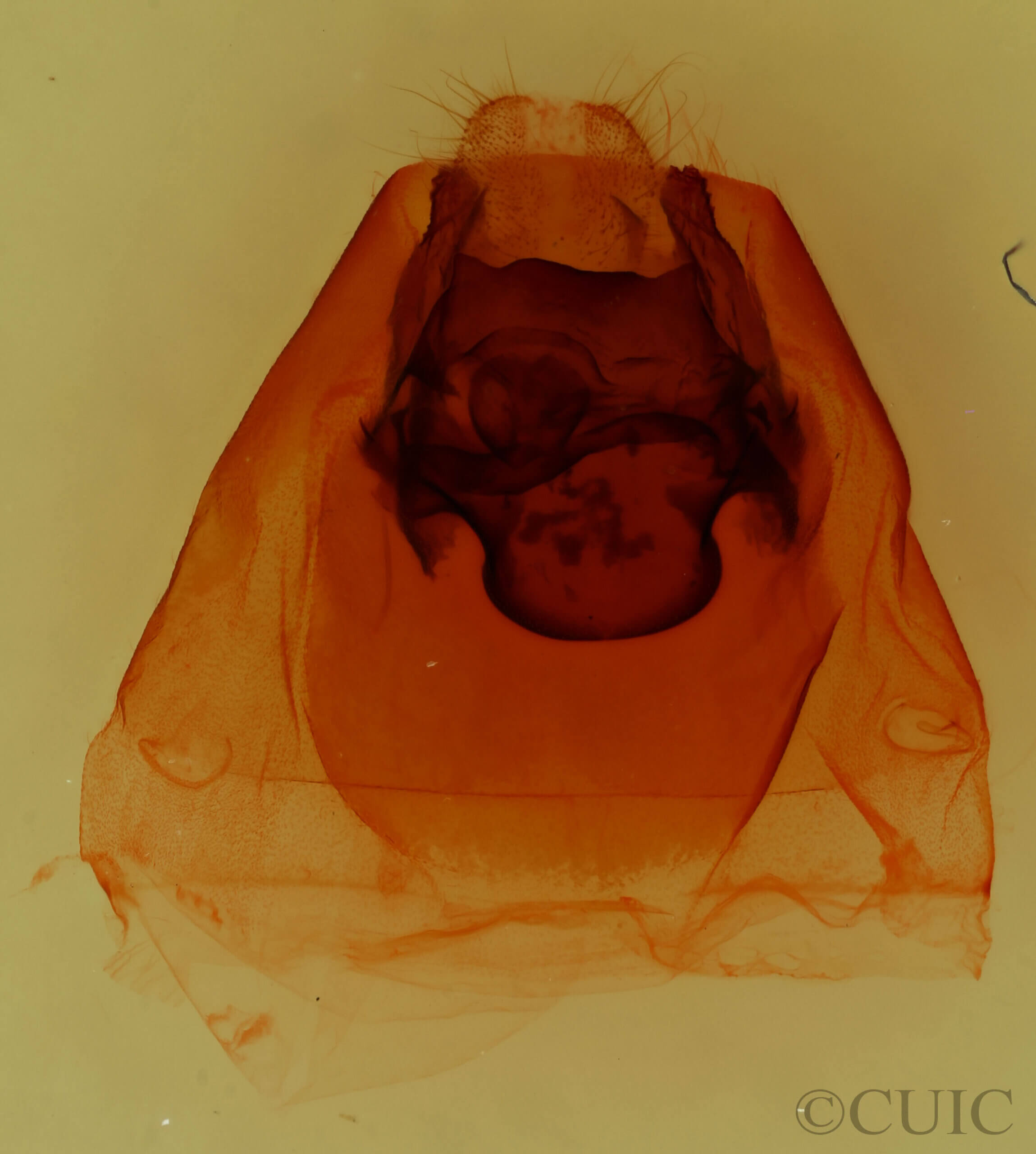 genitalia view of adult Dasylophia anguina